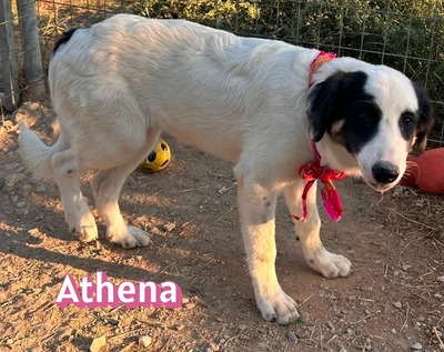 Athena, Mischling - Hündin