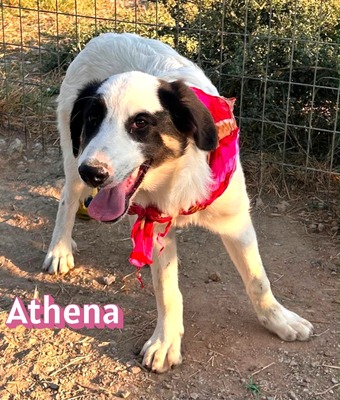 Athena, Mischling - Hündin
