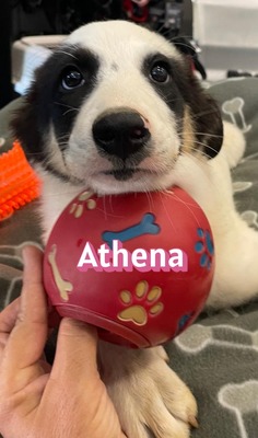 Athena, Mischling Welpen - Hündin
