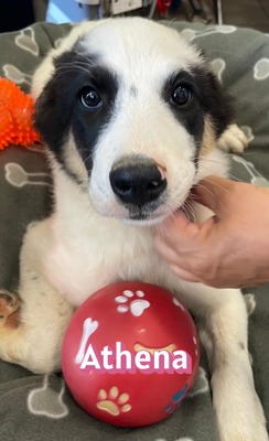 Athena, Mischling Welpen - Hündin