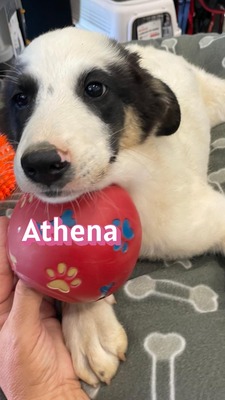 Athena, Mischling Welpen - Hündin