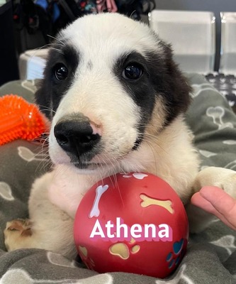 Athena, Mischling Welpen - Hündin