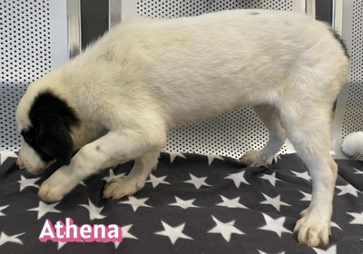 Athena, Mischling Welpen - Hündin