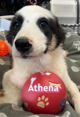 Athena, Mischling Welpen - Hündin