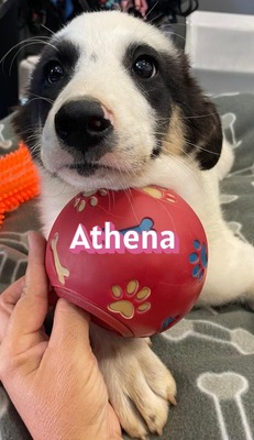 Athena, Mischling Welpen - Hündin
