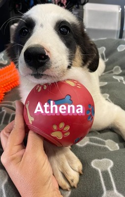 Athena, Mischling Welpen - Hündin