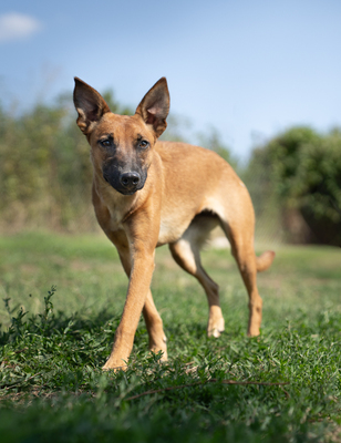 Athena - R E S E R V I E R T !!!!! verspielt, neugierig, lebhaft, menschenbezogen, intelligent