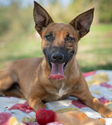 Athena - R E S E R V I E R T !!!!! verspielt, neugierig, lebhaft, menschenbezogen, intelligent, Mischling (Video-Link vorhanden) - Hündin