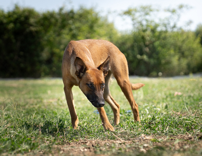 Athena - R E S E R V I E R T !!!!! verspielt, neugierig, lebhaft, menschenbezogen, intelligent, Mischling (Video-Link vorhanden) - Hündin