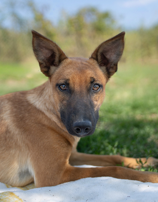 Athena - R E S E R V I E R T !!!!! verspielt, neugierig, lebhaft, menschenbezogen, intelligent, Mischling (Video-Link vorhanden) - Hündin