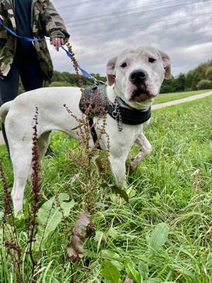Athena junge Dogo Argentino Hündin sucht, Dogo Argentino - Hündin