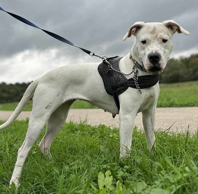 Athena junge Dogo Argentino Hündin sucht ein Zuhause