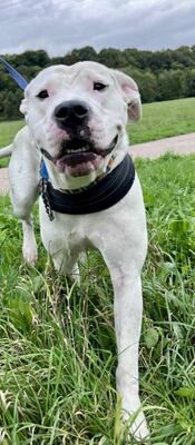 Athena junge Dogo Argentino Hündin sucht ein Zuhause, Dogo Argentino - Hündin