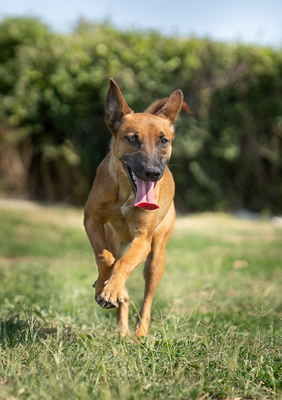 Athena - verspielt, neugierig, lebhaft, menschenbezogen, intelligent, Mischling (Video-Link vorhanden) - Hündin