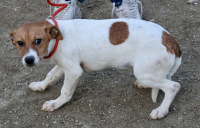 Atlas, Mix - Hündin