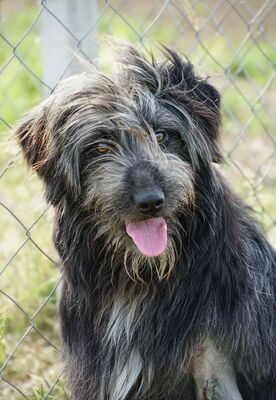 Atlas - R E S E R V I E R T !!!!! NOTFALL!!!!! (dreibeinig) gutmütig, freundlich, fröhlich, lebenslustig, zurückhaltend, liebenswürdig, neugierig