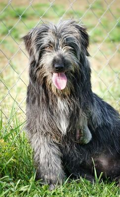 Atlas - R E S E R V I E R T !!!!! NOTFALL!!!!! (dreibeinig) gutmütig, freundlich, fröhlich, lebenslustig, zurückhaltend, liebenswürdig, neugierig, Mischling (Video auf HP) - Rüde