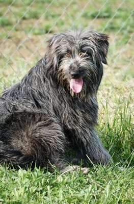 Atlas - R E S E R V I E R T !!!!! NOTFALL!!!!! (dreibeinig) gutmütig, freundlich, fröhlich, lebenslustig, zurückhaltend, liebenswürdig, neugierig, Mischling (Video auf HP) - Rüde