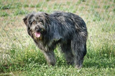Atlas - R E S E R V I E R T !!!!! NOTFALL!!!!! (dreibeinig) gutmütig, freundlich, fröhlich, lebenslustig, zurückhaltend, liebenswürdig, neugierig, Mischling (Video auf HP) - Rüde