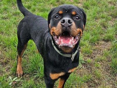 Atlas Rottweiler Rüde 10 Monate alt, sucht sein Zuhause