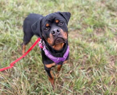 Atlas Rottweiler Rüde 10 Monate alt, sucht sein Zuhause, Rottweiler - Rüde
