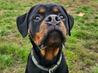 Atlas Rottweiler Rüde 10 Monate alt, sucht sein Zuhause, Rottweiler - Rüde