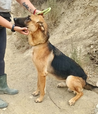 Atlas, Schäferhund - Mix - Rüde