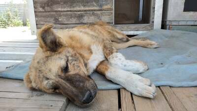 Atlas - Tapsiger Junghund, ca. 6 Monate/18kg, Mischling Welpen - Rüde
