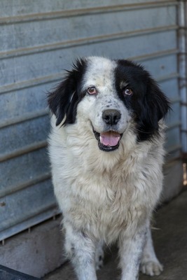 Atlas – der Charmeur mit den schwarzen Pünktchen auf der Nase 🖤🐾
