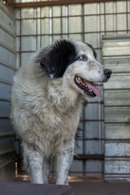 Atlas – der Charmeur mit den schwarzen Pünktchen auf der Nase 🖤🐾, Mischling - Rüde