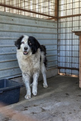 Atlas – der Charmeur mit den schwarzen Pünktchen auf der Nase 🖤🐾, Mischling - Rüde