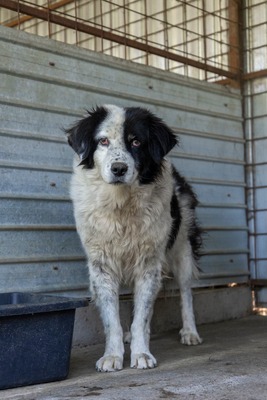 Atlas – der Charmeur mit den schwarzen Pünktchen auf der Nase 🖤🐾, Mischling - Rüde
