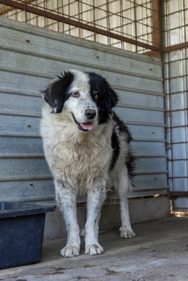 Atlas – der Charmeur mit den schwarzen Pünktchen auf der Nase 🖤🐾, Mischling - Rüde