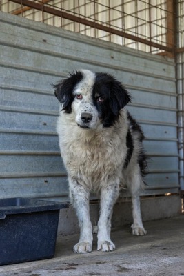 Atlas – der Charmeur mit den schwarzen Pünktchen auf der Nase 🖤🐾, Mischling - Rüde