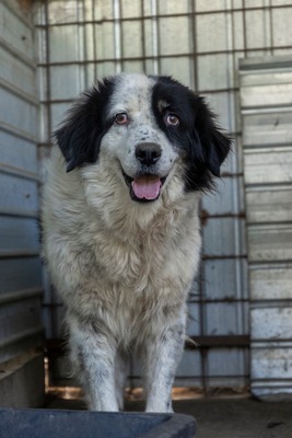 Atlas – der Charmeur mit den schwarzen Pünktchen auf der Nase 🖤🐾, Mischling - Rüde
