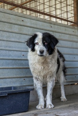 Atlas – der Charmeur mit den schwarzen Pünktchen auf der Nase 🖤🐾, Mischling - Rüde