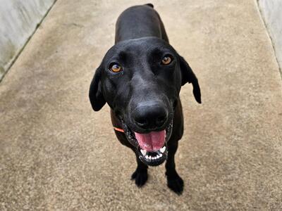 Atlas junger Deutsch Kurzhaar Mix sucht dringend ein Zuhause