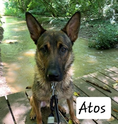 Atos junger Malinois- Schäferhund Mix Rüde sucht, Malinois- Schäferhund - Rüde