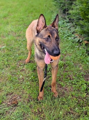 Atos junger Malinois- Schäferhund Mix Rüde sucht, Malinois- Schäferhund - Rüde