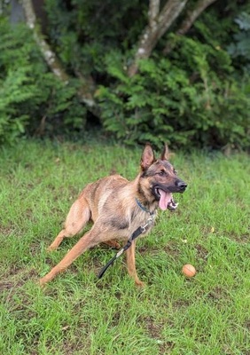 Atos junger Malinois- Schäferhund Mix Rüde sucht, Malinois- Schäferhund - Rüde