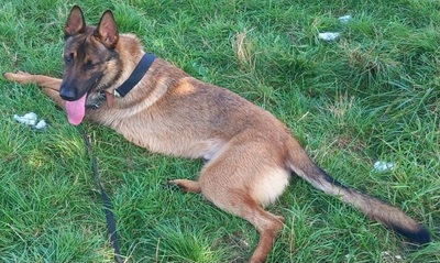 Atos junger Malinois- Schäferhund Mix Rüde sucht, Malinois- Schäferhund - Rüde