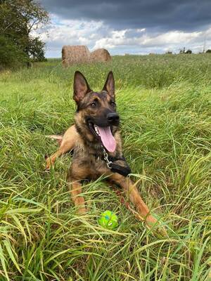 Atos junger Malinois- Schäferhund Mix Rüde sucht, Malinois- Schäferhund - Rüde