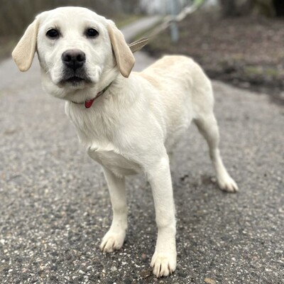 💥Auch Nazira Labrador /Retriever Mixwelpin sucht passende Tierliebhaber für sich 💥, Labrador /Retriever Mixwelpin Welpen - Hündin