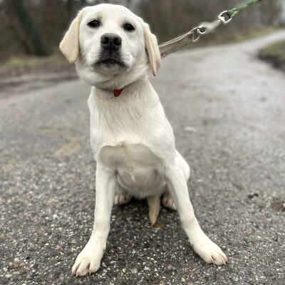 💥Auch Nazira Labrador /Retriever Mixwelpin sucht passende Tierliebhaber für sich 💥, Labrador /Retriever Mixwelpin Welpen - Hündin