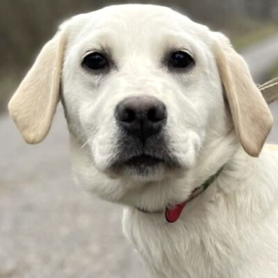 💥Auch Nazira Labrador /Retriever Mixwelpin sucht passende Tierliebhaber für sich 💥, Labrador /Retriever Mixwelpin Welpen - Hündin