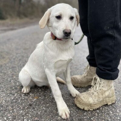 💥Auch Nazira Labrador /Retriever Mixwelpin sucht passende Tierliebhaber für sich 💥, Labrador /Retriever Mixwelpin Welpen - Hündin