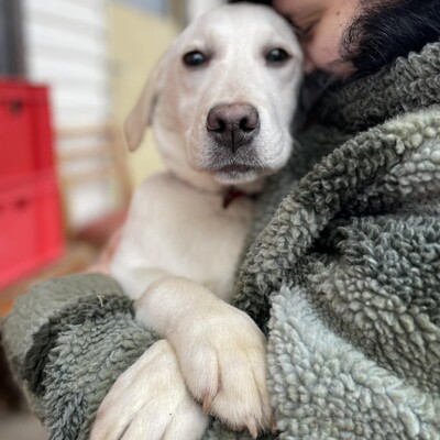 💥Auch Nazira Labrador /Retriever Mixwelpin sucht passende Tierliebhaber für sich 💥, Labrador /Retriever Mixwelpin Welpen - Hündin