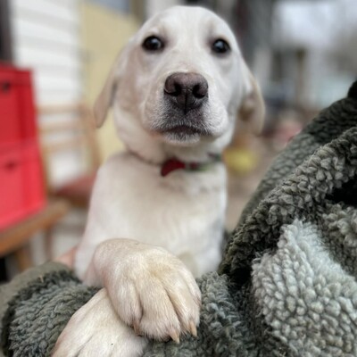 💥Auch Nazira Labrador /Retriever Mixwelpin sucht passende Tierliebhaber für sich 💥, Labrador /Retriever Mixwelpin Welpen - Hündin