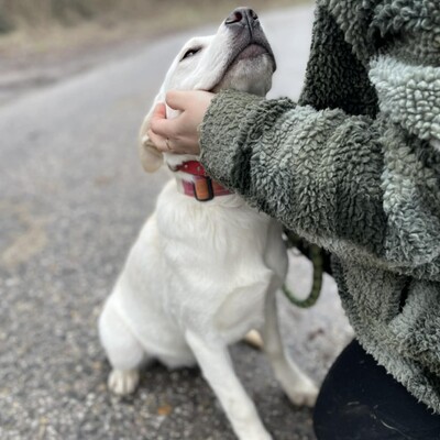 💥Auch Nazira Labrador /Retriever Mixwelpin sucht passende Tierliebhaber für sich 💥, Labrador /Retriever Mixwelpin Welpen - Hündin