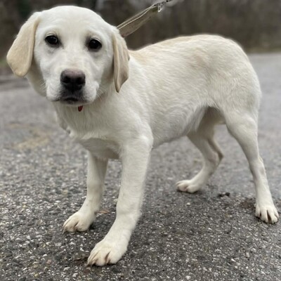 💥Auch Nazira Labrador /Retriever Mixwelpin sucht passende Tierliebhaber für sich 💥, Labrador /Retriever Mixwelpin Welpen - Hündin